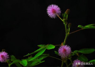 ​含羞草的特点（含羞草的特点是什么）