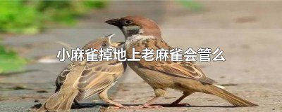 ​小麻雀为什么会掉下来 麻雀为什么突然从天上掉下来