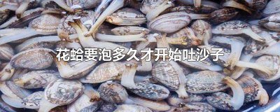 ​花蛤要泡多久才开始吐沙子