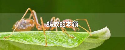 ​蚂蚁的本领 给人们什么启发 蚂蚁的本领 阅读理解