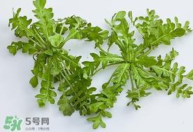 荠菜有虫子吗？荠菜根有虫子吗？