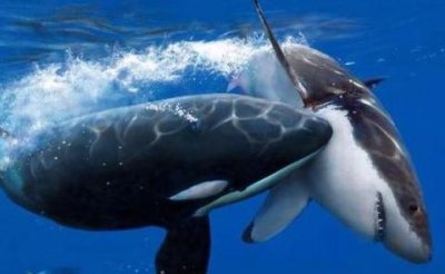 ​海中霸王虎鲸VS巨齿鲨，战斗几秒钟就分出胜负，被秒杀的会是谁