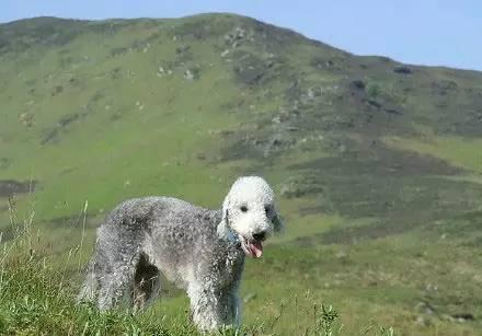 它像羊？像草泥马？其实它是一只贝灵顿梗犬