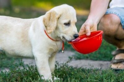 ​拉布拉多犬纯种的特点，纯种黑色拉布拉多犬的特点